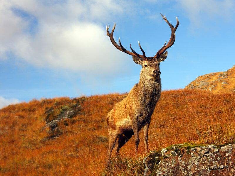 Stag